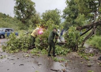 ՀՀ տարբեր շրջաններում երեկ ծառեր են պոկվել ու տապալվել