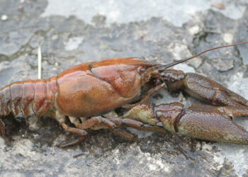 Դրախտիկին հարող լճափնյա տարածքներից դուրս է բերվել ապօրինի տեղադրված 69 հատ խեցգետնաորսիչ և 6 հատ ձկնորսական ցանց