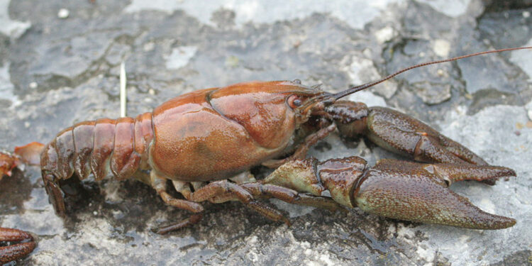 Դրախտիկին հարող լճափնյա տարածքներից դուրս է բերվել ապօրինի տեղադրված 69 հատ խեցգետնաորսիչ և 6 հատ ձկնորսական ցանց