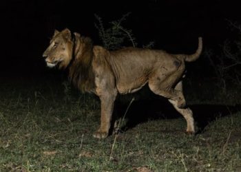 Երկու առյուծ հանուն էգերի վտանգավոր մրցալողի մեջ են մտել