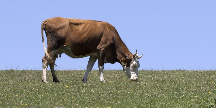 Ֆրանսիայից Հայաստան է ներմուծվել մոնբելյարդ ցեղի 64 գլուխ երինջ