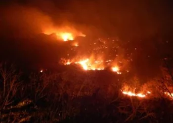 Թուրքիայում Բոդրումի մոտ այրվել է մոտ 100 հեկտար անտառ