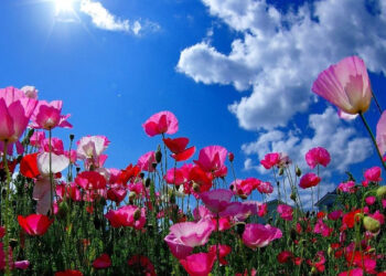 Օդի ջերմաստիճանն աստիճանաբար կբարձրանա 4-6 աստիճանով