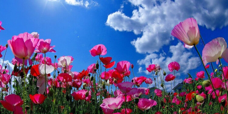 Օդի ջերմաստիճանն աստիճանաբար կբարձրանա 4-6 աստիճանով