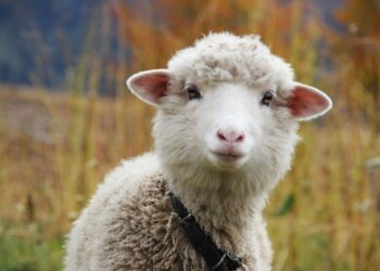 Հնարավոր է դարձել Իրանի տարածքով Հայաստանից մանր եղջերավոր կենդանիների տարանցիկ փոխադրումը Իրաք. ՍԱՏՄ