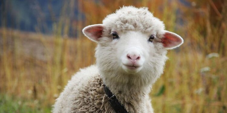 Հնարավոր է դարձել Իրանի տարածքով Հայաստանից մանր եղջերավոր կենդանիների տարանցիկ փոխադրումը Իրաք. ՍԱՏՄ