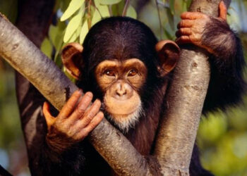 Արգելվում է բոլոր տեսակի կրծողների և պրիմատների ներմուծումը Հայաստան