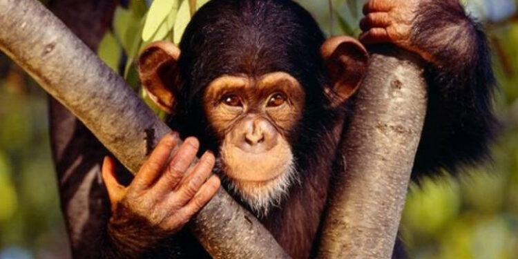 Արգելվում է բոլոր տեսակի կրծողների և պրիմատների ներմուծումը Հայաստան