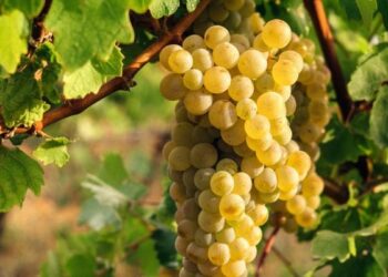 Խաղողագործներն ահազանգում են, որ մինչ օրս մթերող կազմակերպություններն իրենց հետ պայմանագրեր չեն կնքել