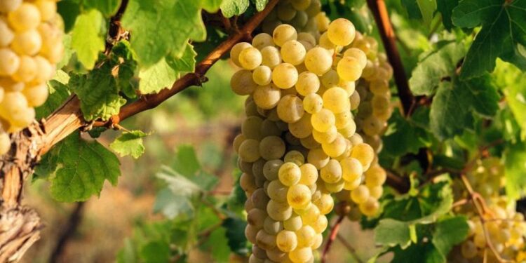 Խաղողագործներն ահազանգում են, որ մինչ օրս մթերող կազմակերպություններն իրենց հետ պայմանագրեր չեն կնքել