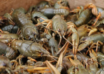 Հայաստանում նոր ծրագրի արդյունավետ իրականացման պայմաններում ակնկալվում է տարեկան 54 տոննա խեցգետնի արտադրություն