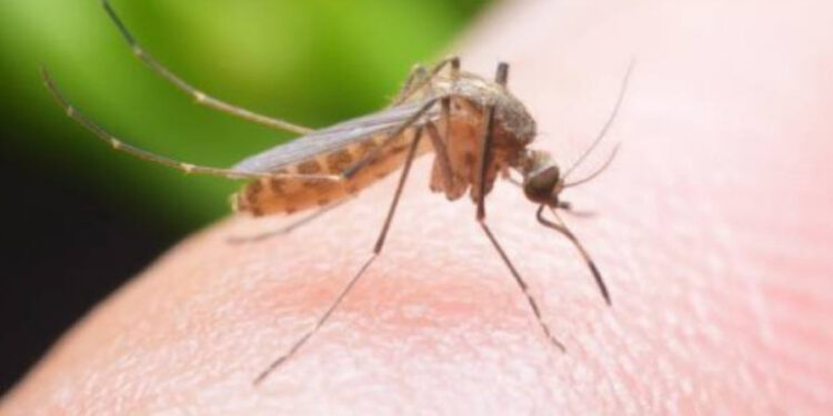 Հայաստանում արձանագրվել է Արևմտյան Նեղոսի տենդով վարակման 58 դեպք