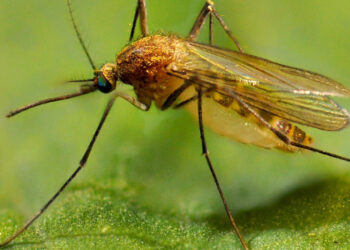 Ինչպե՞ս կարելի է խուսափել Արևմտյան Նեղոսի տենդից․ ուղեցույց