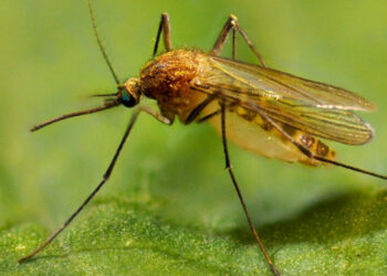 Արևմտյան Նեղոսի տենդ․ ինչպե՞ս է տարածվում և ինչպե՞ս պաշտպանվել