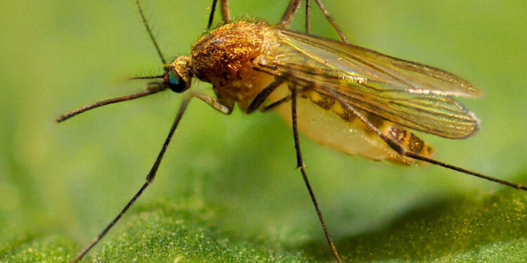 Ինչպե՞ս կարելի է խուսափել Արևմտյան Նեղոսի տենդից․ ուղեցույց