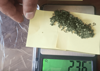 Օգոստոսի 5-11-ը հանրապետության տարածքում հայտնաբերվել և ոչնչացվել է 9973 կգ կանեփի վայրի աճած զանգված. ՆԳՆ