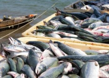 Սեպտեմբերի 1-ից մինչև նոյեմբերի 15-ը սահմանվել է՝ Սևանա լճից սիգի որսի  422 տոննա չափաքանակ