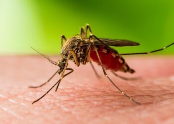 «Մինչ օրս ՀՀ-ում գրանցվել է Արևմտյան Նեղոսի տենդով 108 հիվանդացության դեպք». Անահիտ Ավանեսյան