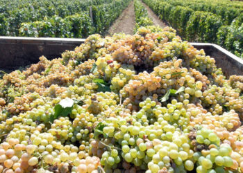 Լրացուցիչ վարկային միջոցներ՝ խաղողի մթերումների գործընթացը կազմակերպելու համար