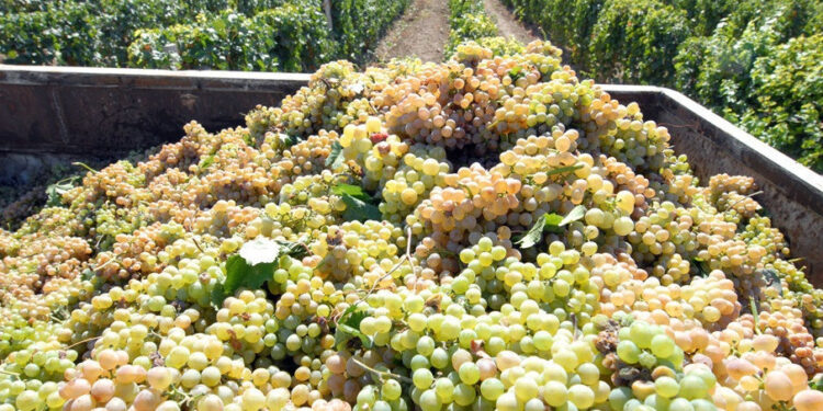 Լրացուցիչ վարկային միջոցներ՝ խաղողի մթերումների գործընթացը կազմակերպելու համար