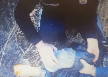 Շուրջ 14 կգ տարբեր տեսակի թմրամիջոցների մաքսանենգության և ապօրինի շրջանառության նոր դեպք. երկու անձ է կալանավորվել