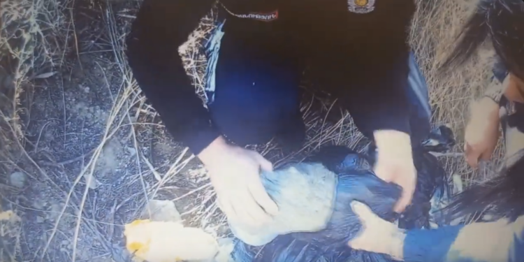 Շուրջ 14 կգ տարբեր տեսակի թմրամիջոցների մաքսանենգության և ապօրինի շրջանառության նոր դեպք. երկու անձ է կալանավորվել