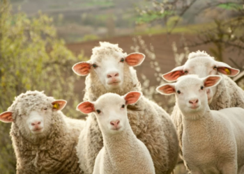 Իրանում ՀՀ դեսպանն ու հյուպատոսը  600 հազար դոլարի գառ է գնել քաղաքացիներից և գումարները չեն վերադարձրել