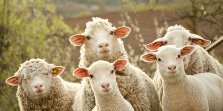 Իրանում ՀՀ դեսպանն ու հյուպատոսը  600 հազար դոլարի գառ է գնել քաղաքացիներից և գումարները չեն վերադարձրել