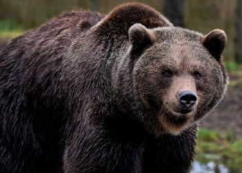 «Հրազդան» մարզադաշտի հարակից շուկայում թարմ մորթած արջեր են վաճառել. ահազանգ. կա ձերբակալված