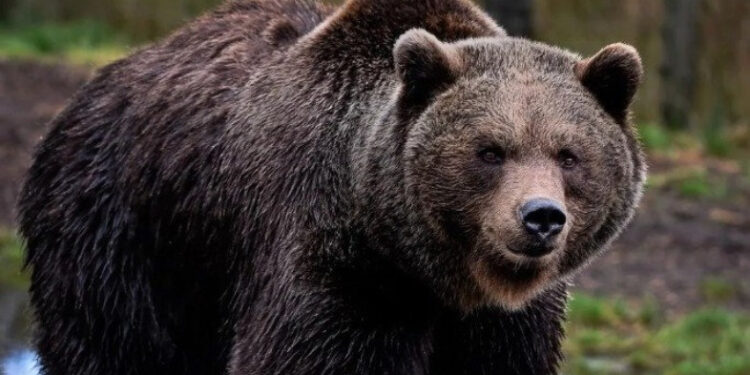 «Հրազդան» մարզադաշտի հարակից շուկայում թարմ մորթած արջեր են վաճառել. ահազանգ. կա ձերբակալված