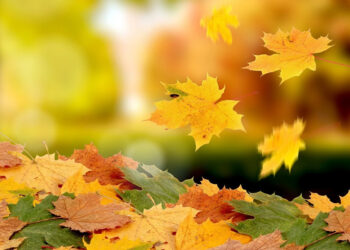 Առաջիկա օրերը՝ առանց տեղումների. ջերմաստիճանն աստիճանաբար կնվազի