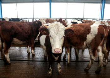 Կստեղծվեն գյուղատնտեսական կենդանիների վաճառքի համար կանոնակարգված շուկաներ