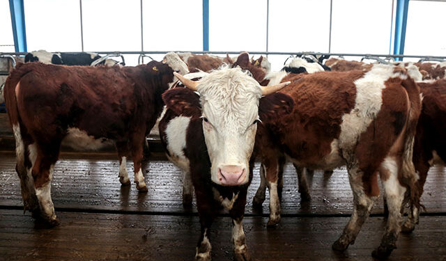 Կստեղծվեն գյուղատնտեսական կենդանիների վաճառքի համար կանոնակարգված շուկաներ