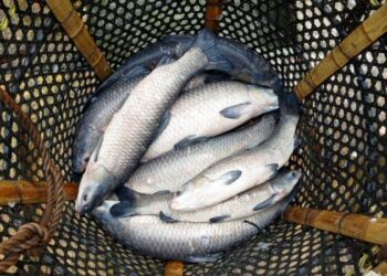 «Սևանի կողակի վերականգնման առաջին քայլերն արված են». Հակոբ Սիմիդյան