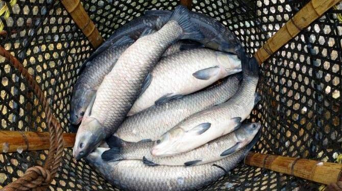 «Սևանի կողակի վերականգնման առաջին քայլերն արված են». Հակոբ Սիմիդյան