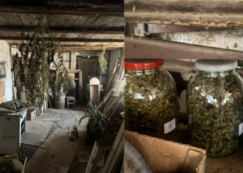 Նկուղում հայտնաբերվել են 12 կգ-ից ավելի կանեփանման զանգված և ցողուններ. նախաձեռնվել է քրեական վարույթ