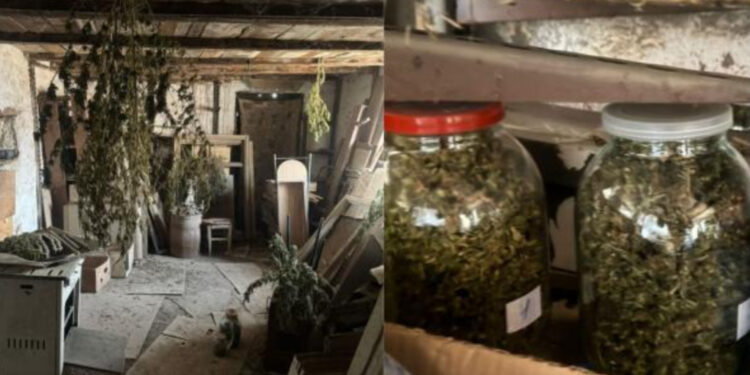 Նկուղում հայտնաբերվել են 12 կգ-ից ավելի կանեփանման զանգված և ցողուններ. նախաձեռնվել է քրեական վարույթ