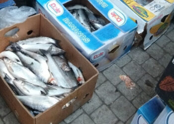 Սիգի ապօրինի որսի կանխարգելման ընթացքում առգրավվել են 32 լողամիջոց, 695 կգ ձուկ. ԲԸՏՄ