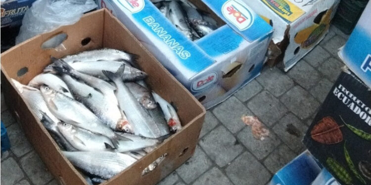 Սիգի ապօրինի որսի կանխարգելման ընթացքում առգրավվել են 32 լողամիջոց, 695 կգ ձուկ. ԲԸՏՄ