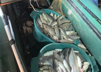 Մինչև հունվարի 20-ը սիգի որսը արգելված է. ՆԳՆ ոստիկանություն