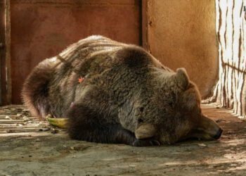 Հայաստանում փրկվեց գերության մեջ գտնվող ևս մեկ արջ․ Մարգարիտան ազատվեց վանդակից