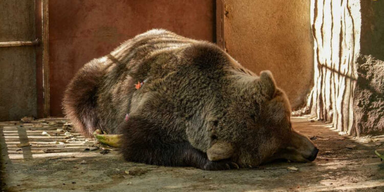 Հայաստանում փրկվեց գերության մեջ գտնվող ևս մեկ արջ․ Մարգարիտան ազատվեց վանդակից