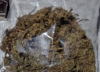 Արմավիրում կանեփից պատրաստված թմրանյութ է հայտնաբերվել․ կան ձերբակալվածներ