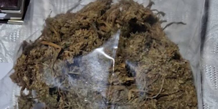 Արմավիրում կանեփից պատրաստված թմրանյութ է հայտնաբերվել․ կան ձերբակալվածներ