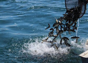 2025 թ. ընթացքում Սևանա լճում թույլատրվում է իրականացնել 314 տոննա սիգ ձկնատեսակի արդյունագործական որս