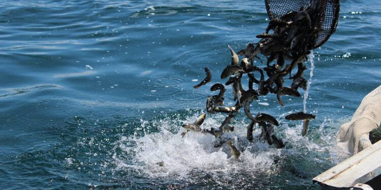 2025 թ. ընթացքում Սևանա լճում թույլատրվում է իրականացնել 314 տոննա սիգ ձկնատեսակի արդյունագործական որս