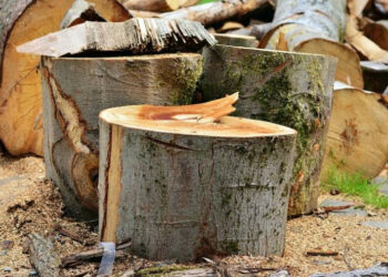 Սյունիքում պարեկները ձերբակալել են ապօրինի փայտանյութ տեղափոխող վարորդին