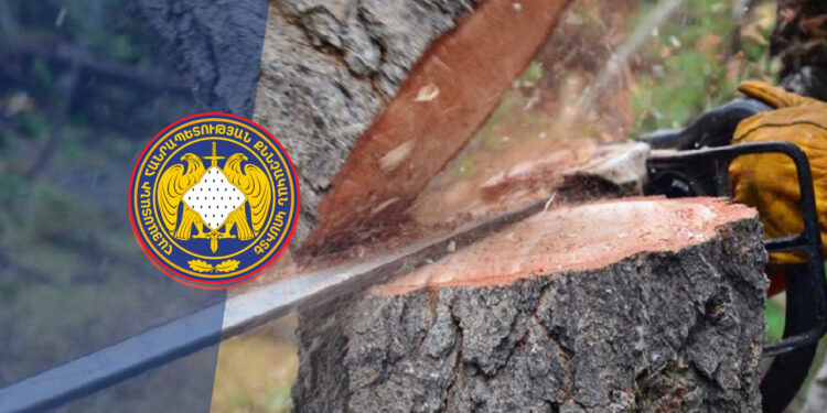 Ապօրինի ծառահատման հետևանքով պետությանը պատճառվել է առանձնապես խոշոր չափերի՝ 17 մլն դրամի գույքային վնաս. ՔԿ