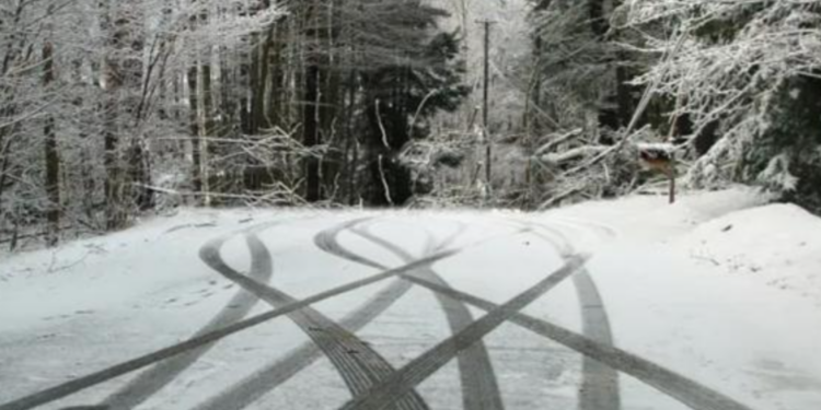 Իջևանի համայնքային ոստիկաններն ապօրինի ծառահատման դեպք են բացահայտել