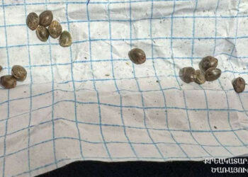 «Արմավիր» ՔԿՀ տեսակցության եկած քաղաքացու մոտից հայտնաբերվել են կանեփի սերմնահատիկներ